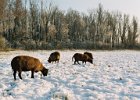 2004010216 sneeuw schapen